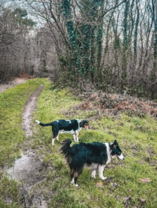 Promenades canines en forêt Capture d’écran . 2026-03-22 à 21.15.55