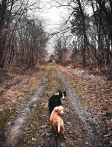Promenades canines en forêt Capture d’écran . 2026-03-22 à 21.18.18