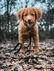 Promenades canines en forêt Capture d’écran . 2026-03-22 à 21.18.48