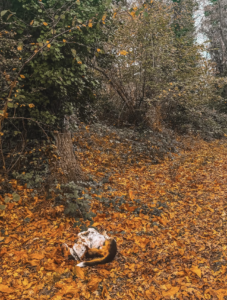 Promenades canines en forêt Capture d’écran . 2026-03-22 à 21.21.22