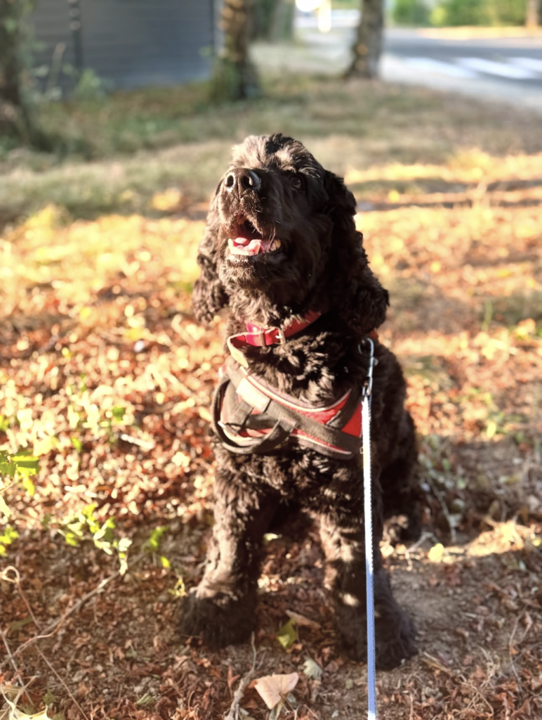 Capture Decran . 2026 03 22 A 21.25.16 772x1024