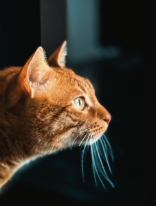 Capture d’écran . 2026-03-22 à 21.47.40