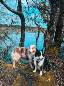 Promenades canines en forêt IMG_9241